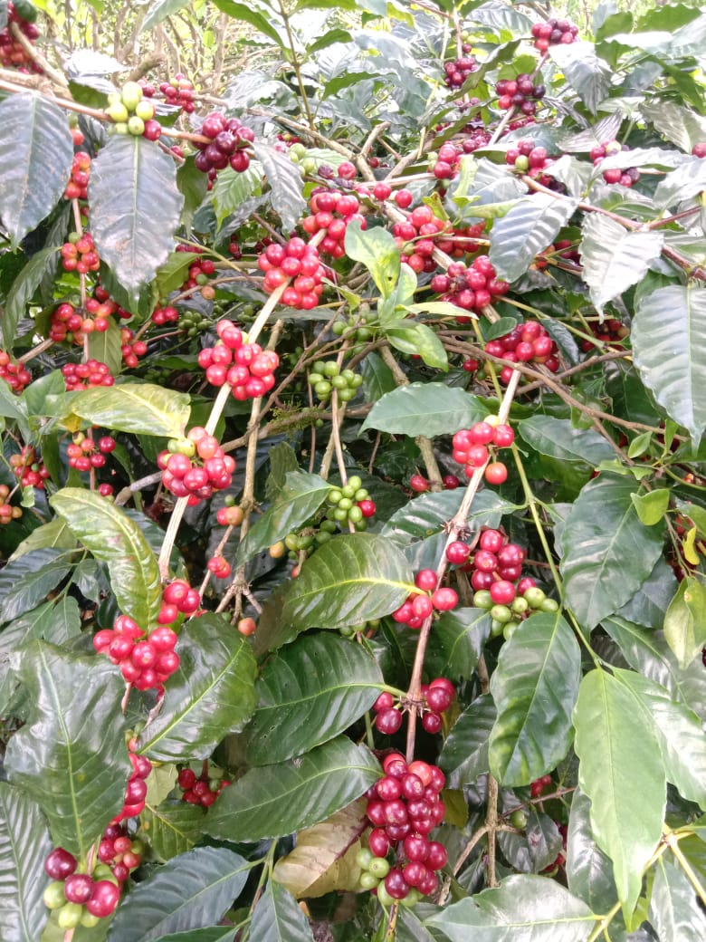 Kopi Arabika 