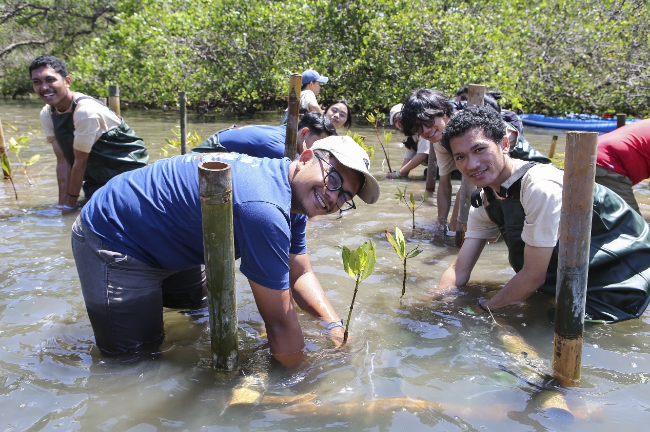Tanam Mangrove