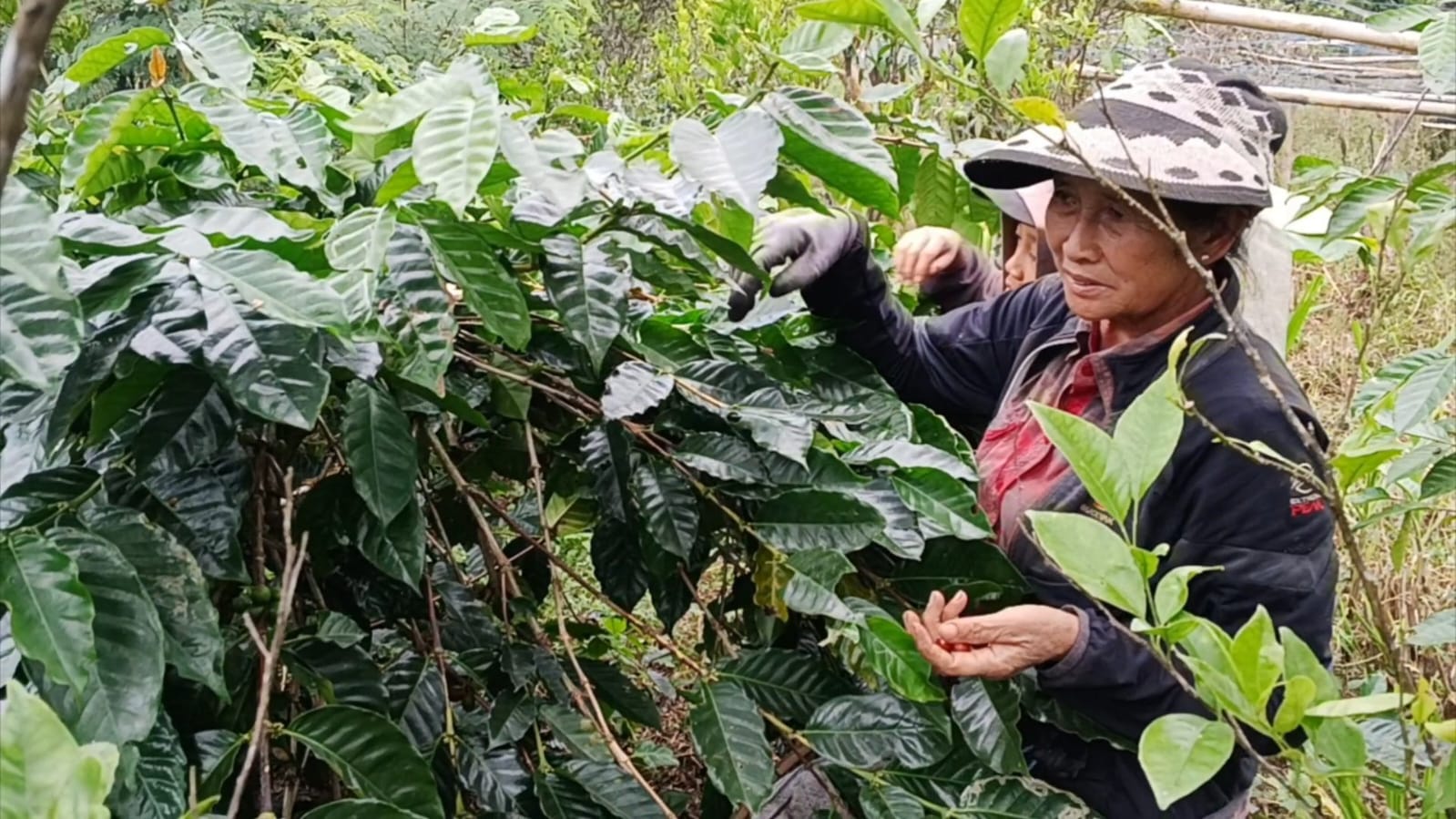 Kebun Kopi 