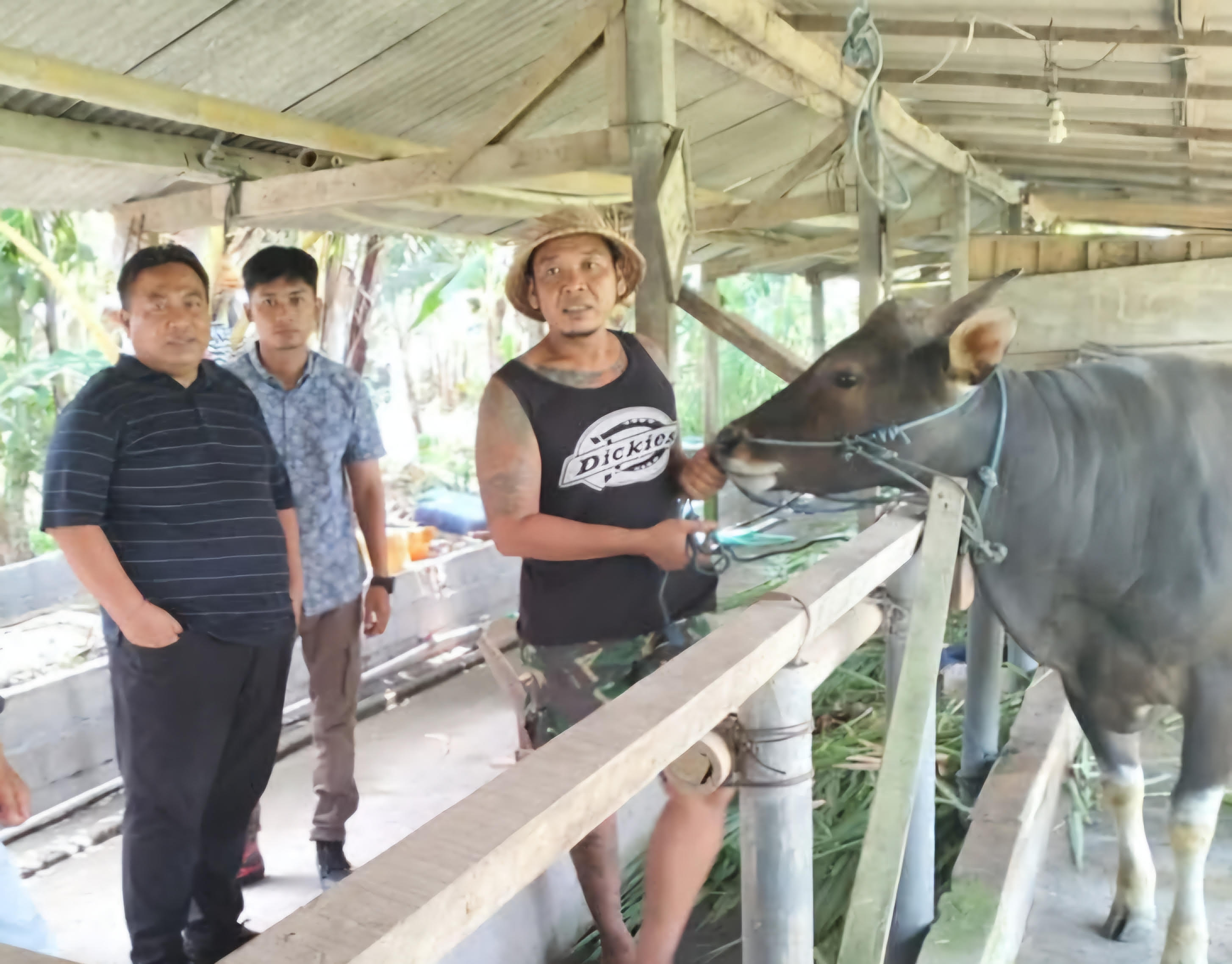peternak sapi