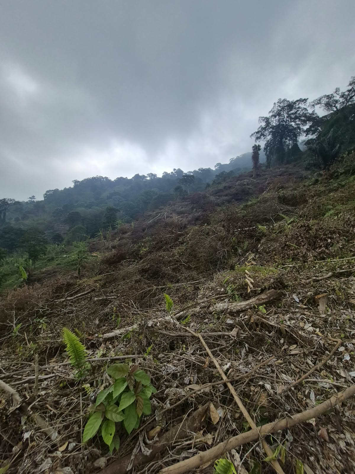 Hutan Rusak 