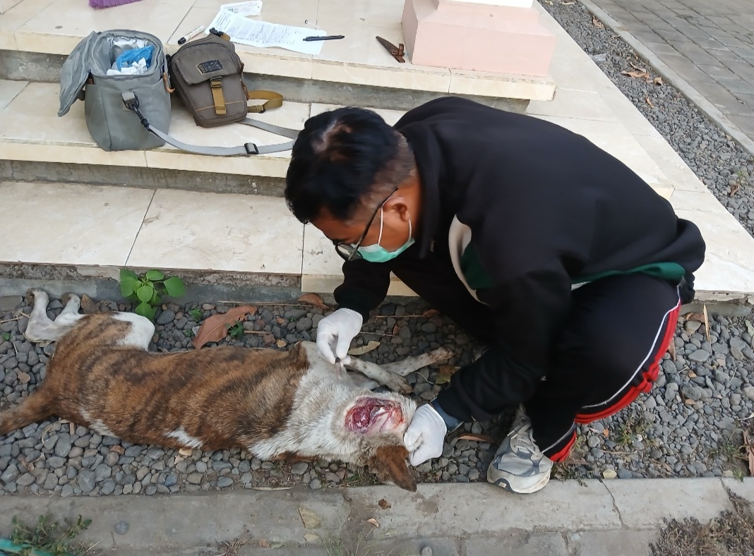 Eliminasi Anjing 
