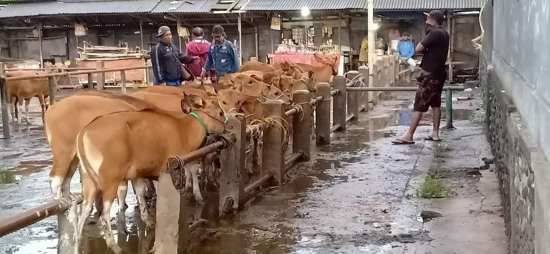 Sapi Bali