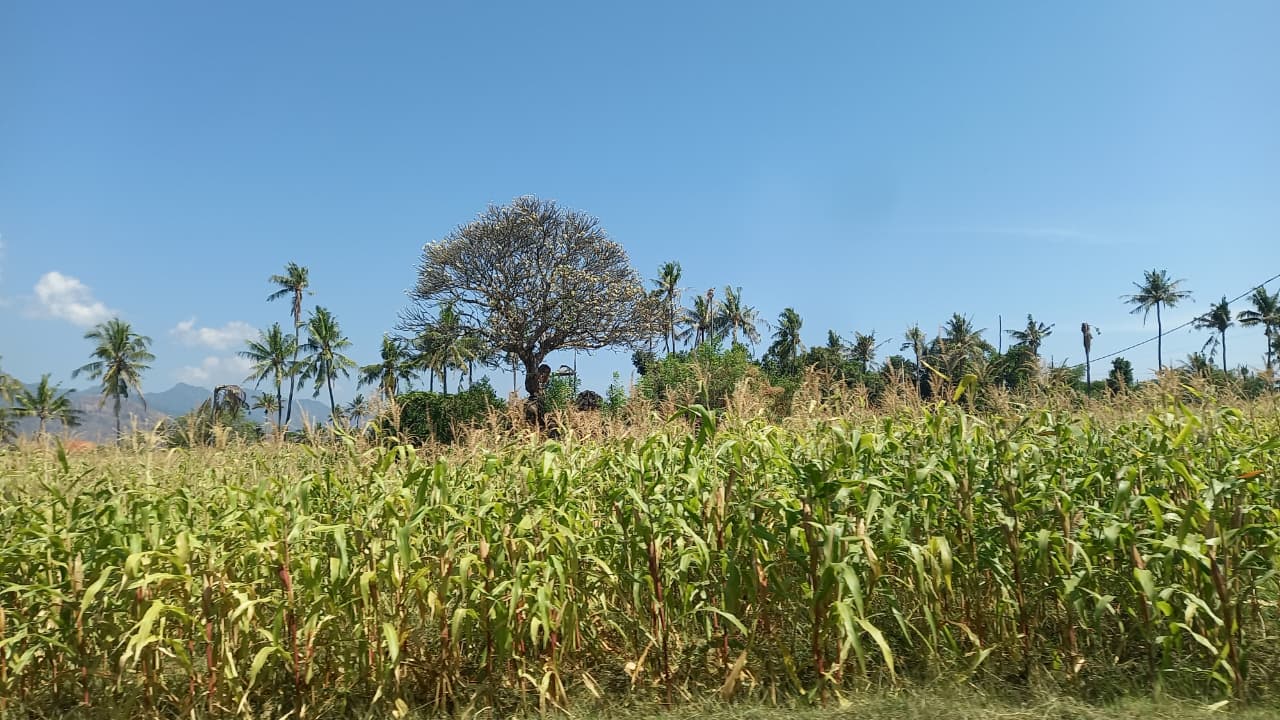 Tanaman Jagung