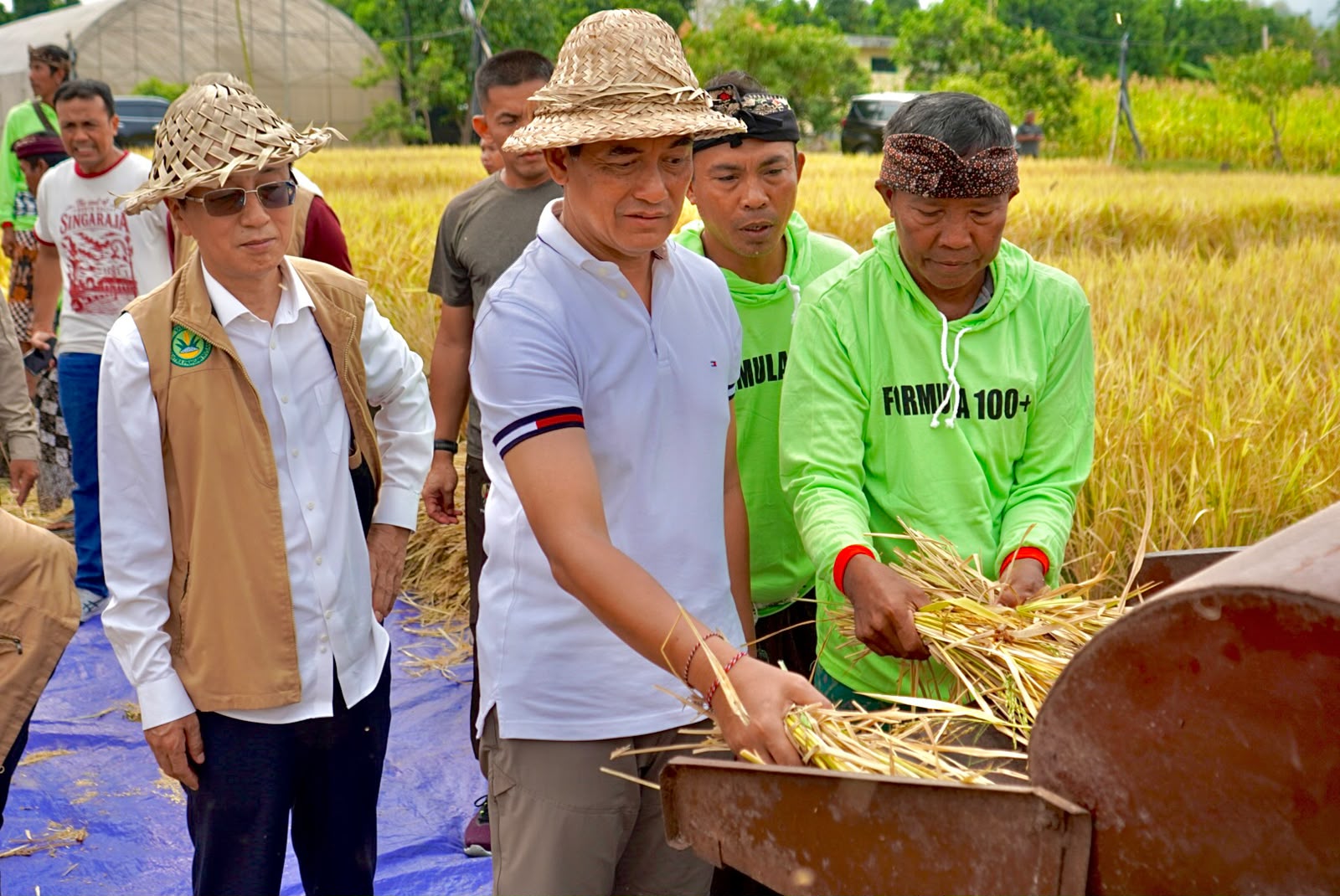 Panen Jagung 