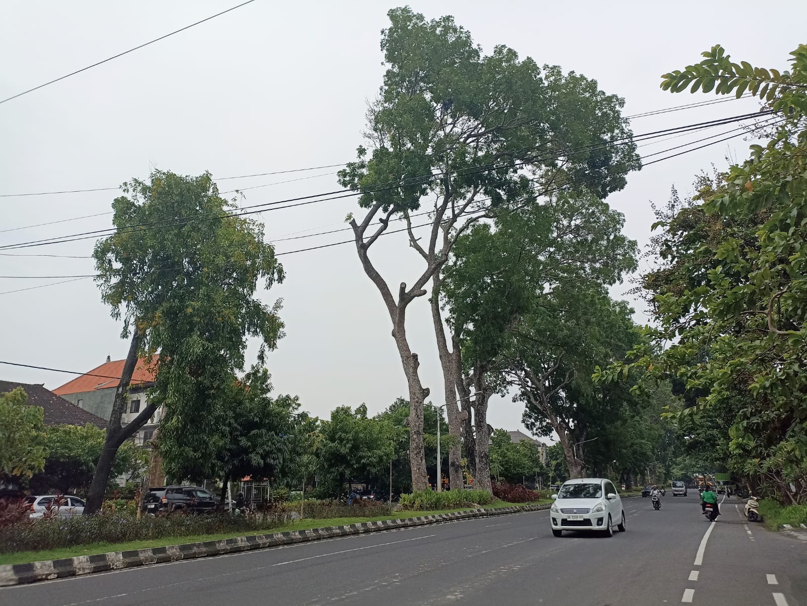 pohon perindang