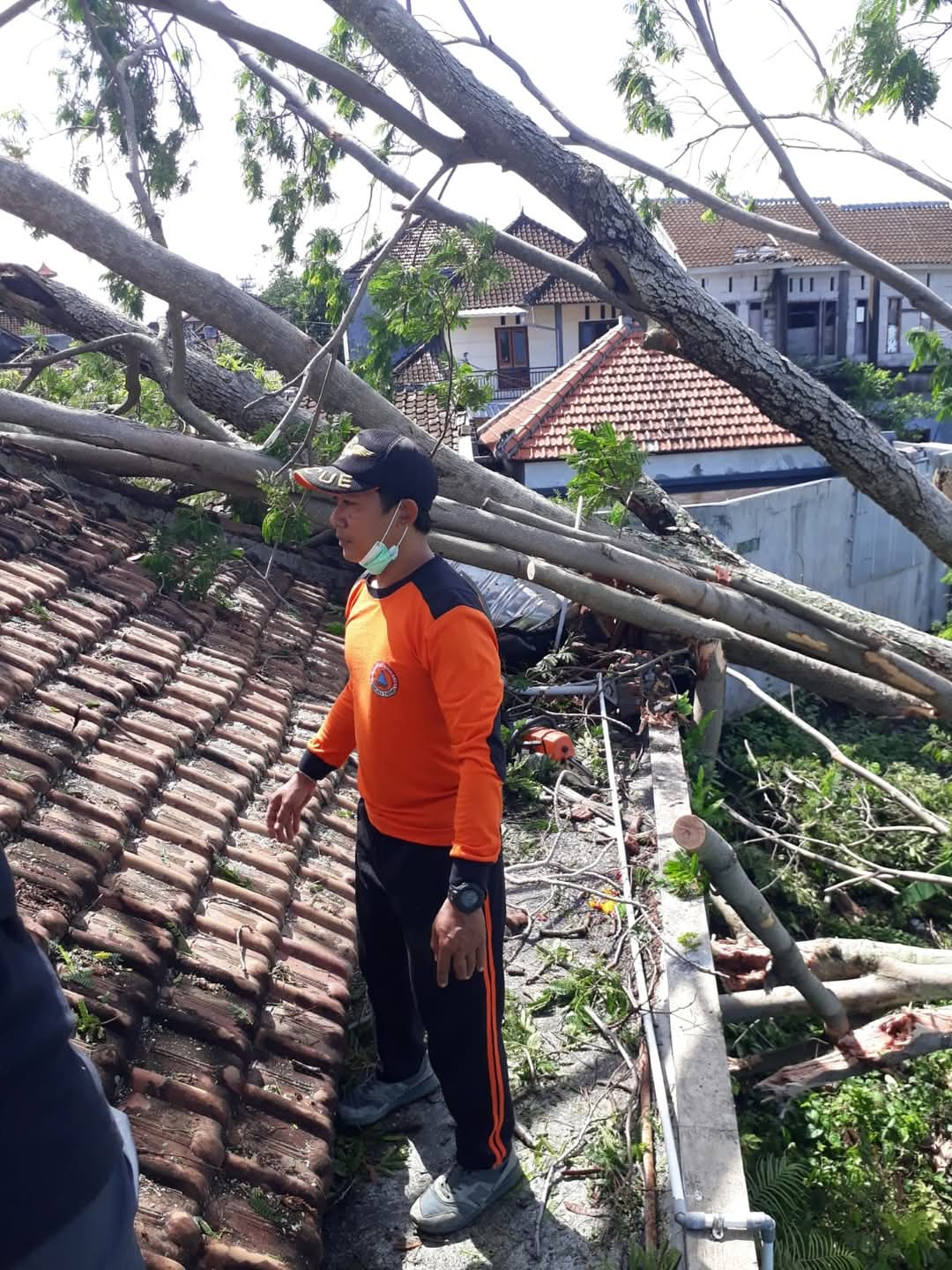 rumah tertimpa pohon