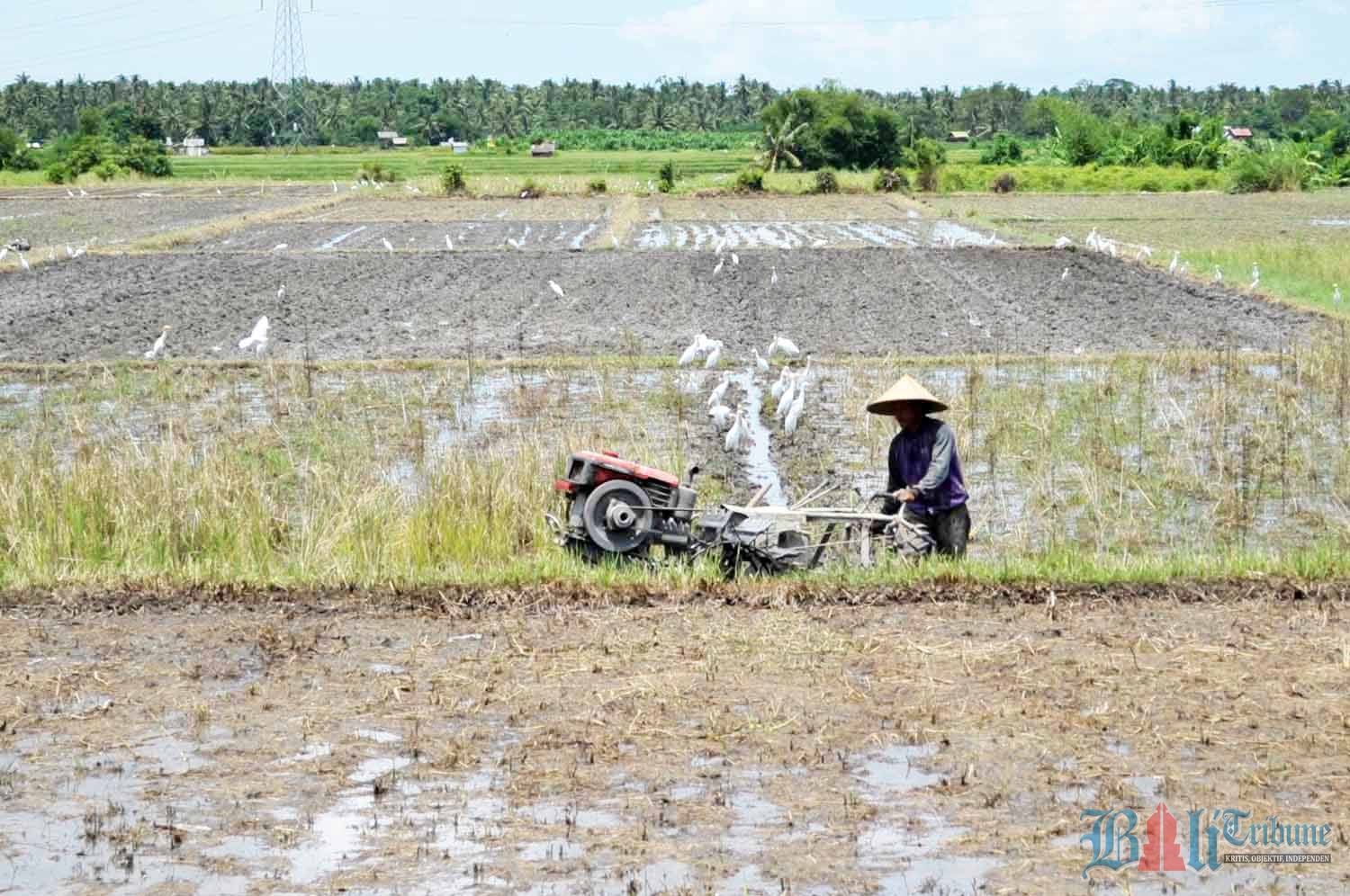 petani