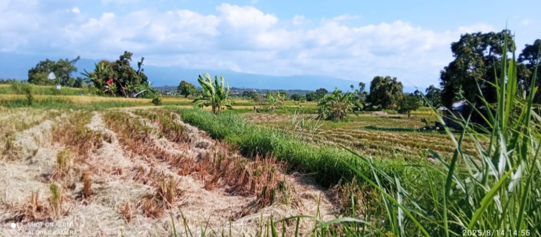 sawah