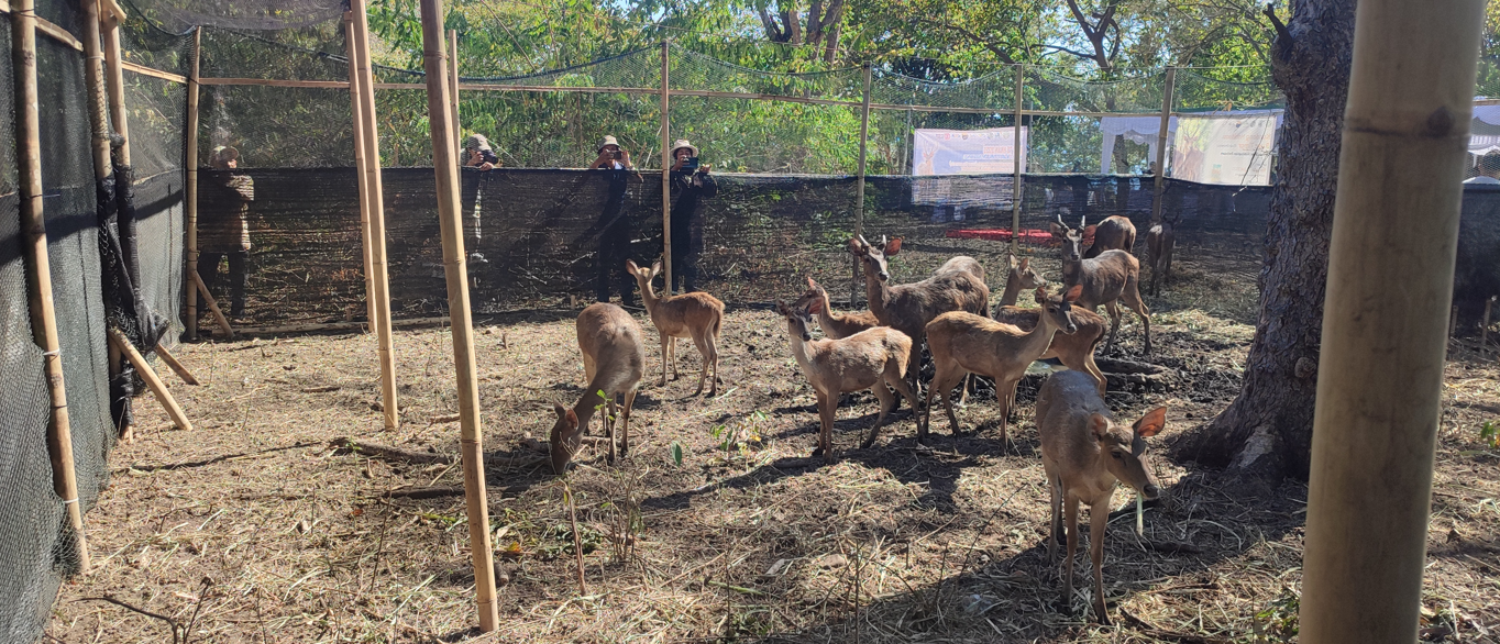 Rusa Timor