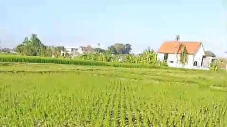 sawah