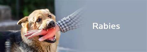rabies