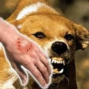 anjing