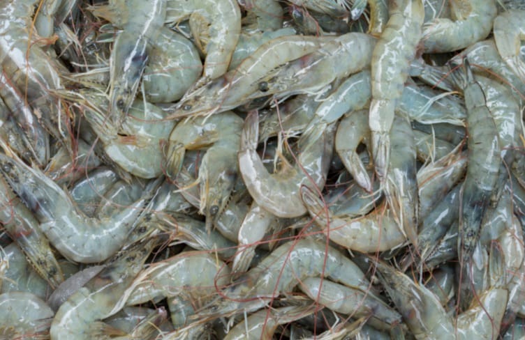 udang