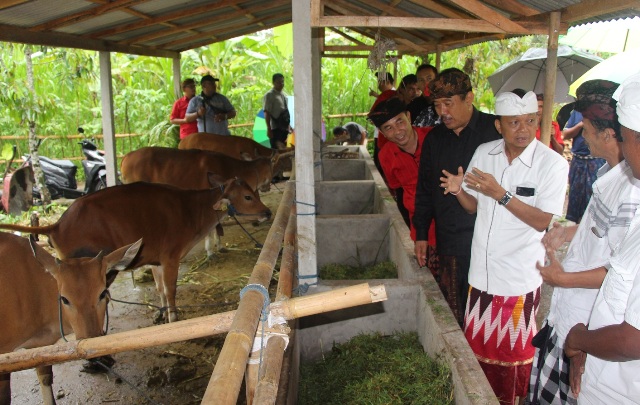 sapi