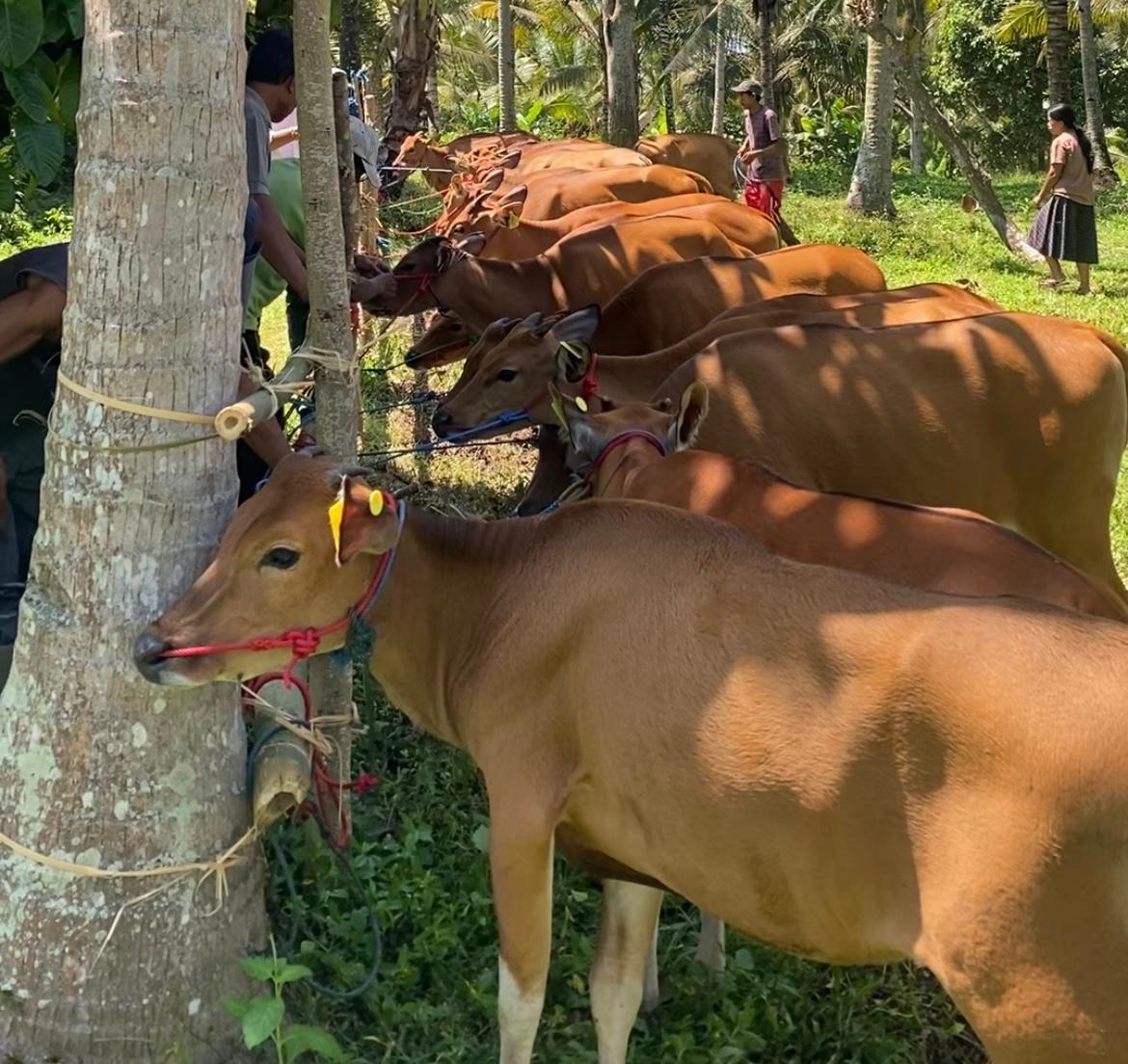 peternakan