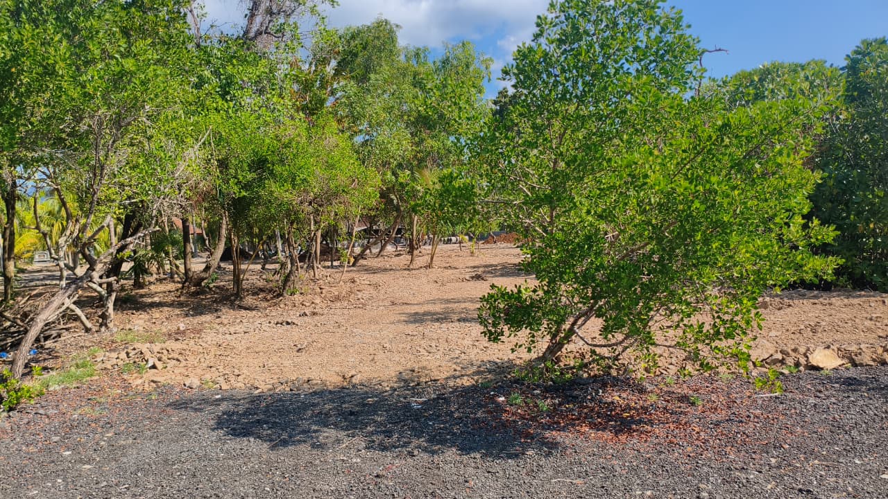 mangrove