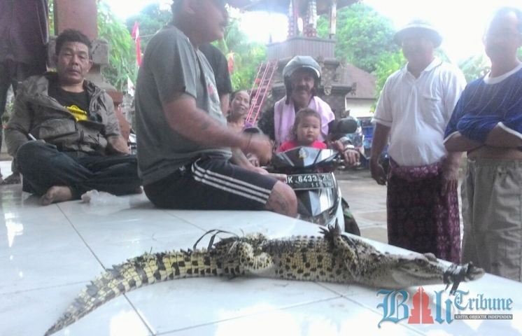 buaya