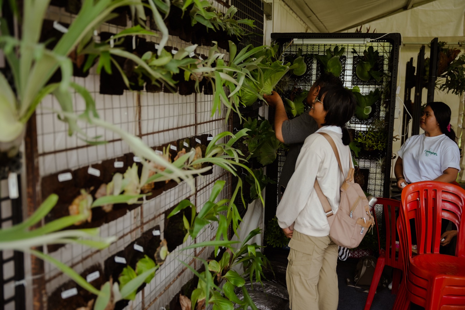 Mangupura Platycerium Exhibition