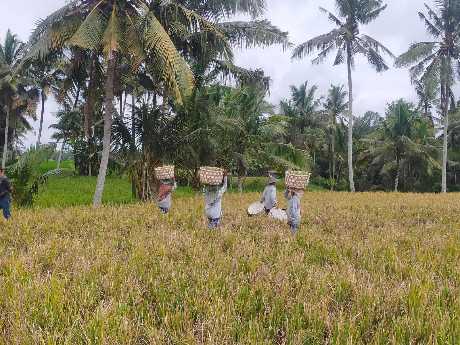 panen padi