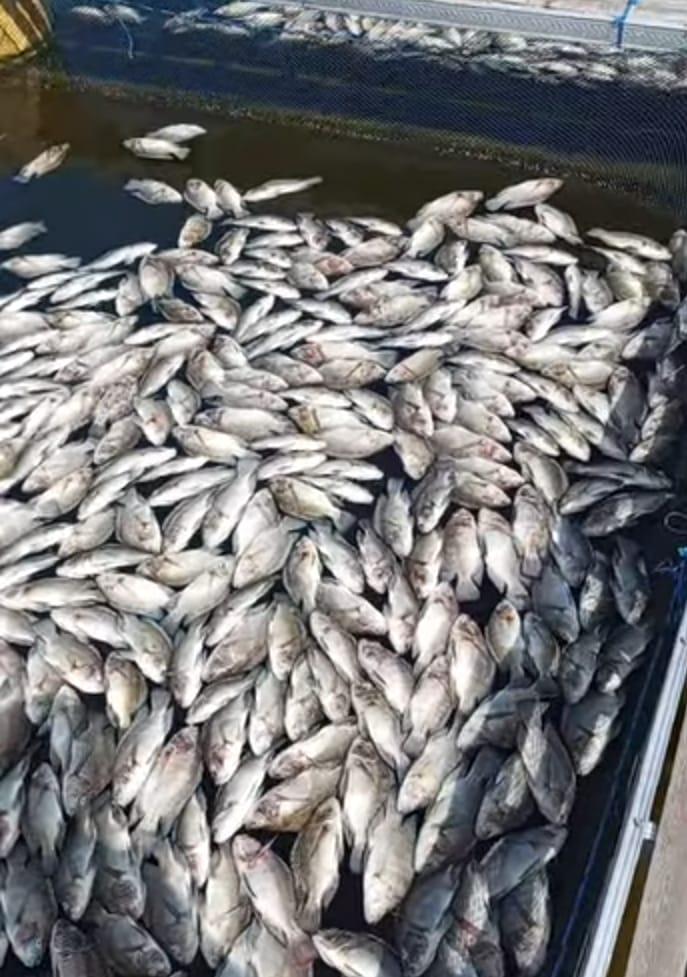 ikan mati
