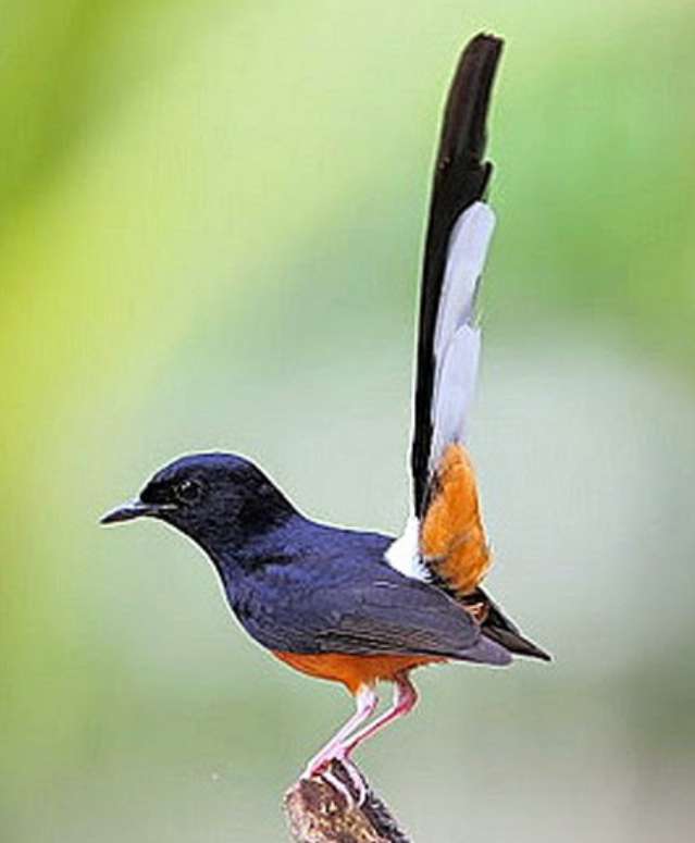 Burung Murai