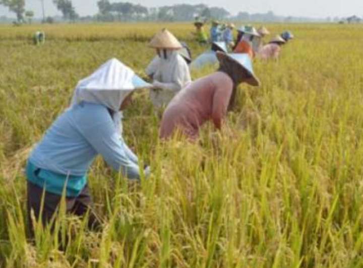 petani