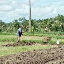 petani