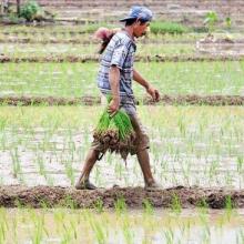 Petani