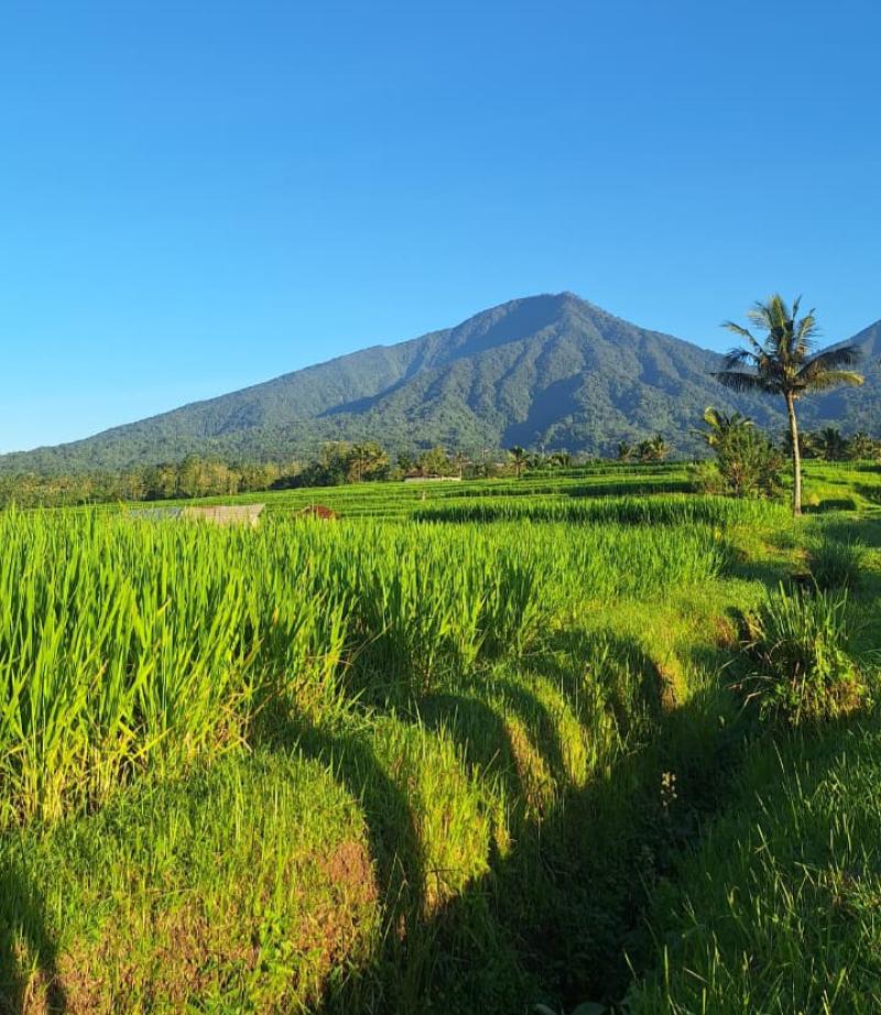 'Bali Tourism Run 2026' Bakal Digelar di Jatiluwih Juni Mendatang