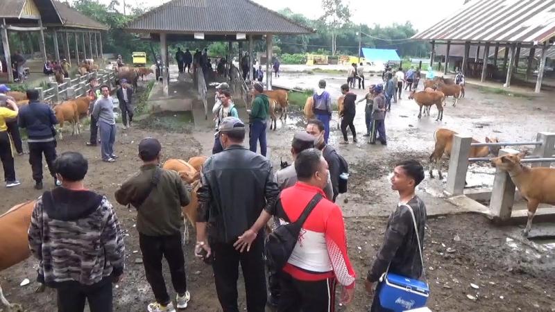 Jelang Idul Adha, Pasar Hewan Kayuambua Sepi Aktivitas