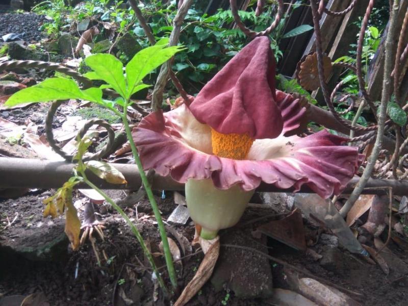 Bunga Bangkai Menyembul Di Pekarangan Warga Bali Tribune