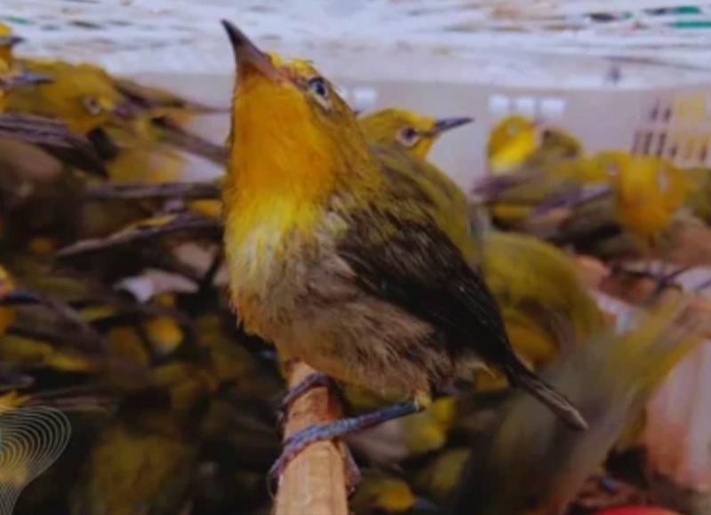 Pengawasan Ketat Balai Karantina Selamatkan Burung Liar dari Ancaman Perdagangan Ilegal