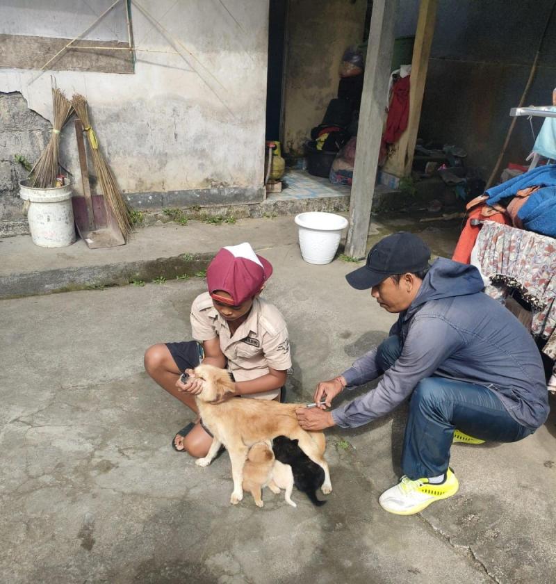 Populasi Anjing Capai 95 Ribu Ekor, Badung Siapkan 115 Ribu Dosis Vaksin Rabies