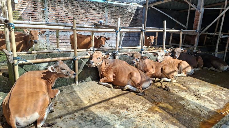 Idul Adha, Ribuan Sapi Gianyar Dikirim ke Luar Bali