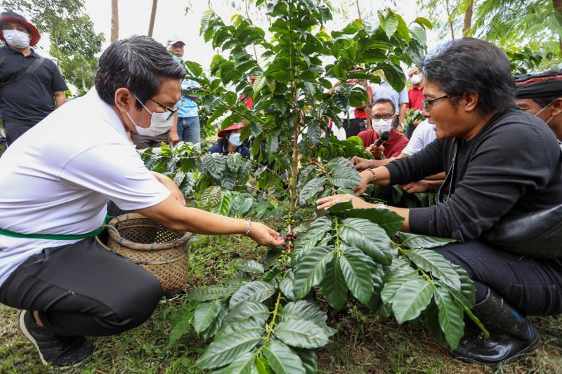 Wujudkan Masyarakat Bangga Jadi Petani, Bupati Dan Pejabat Badung Panen ...