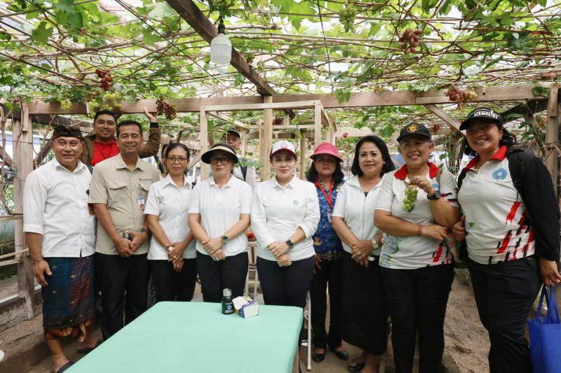 Dukung Urban Farming, TP-PKK Denpasar Panen Anggur di Subak Peraupan