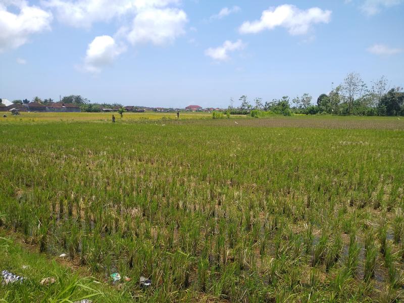 Transisi Menuju Musim Penghujan, Petani Percepat Musim Tanam Padi