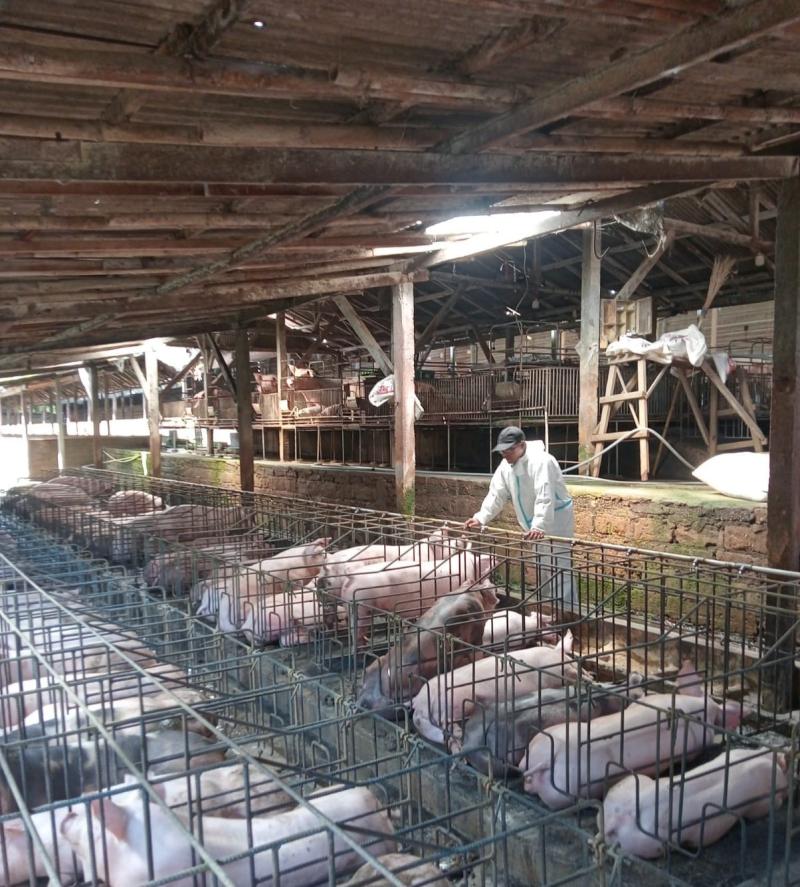 Cegah ASF, Distan Tabanan Perketat Biosekuriti Ternak Babi