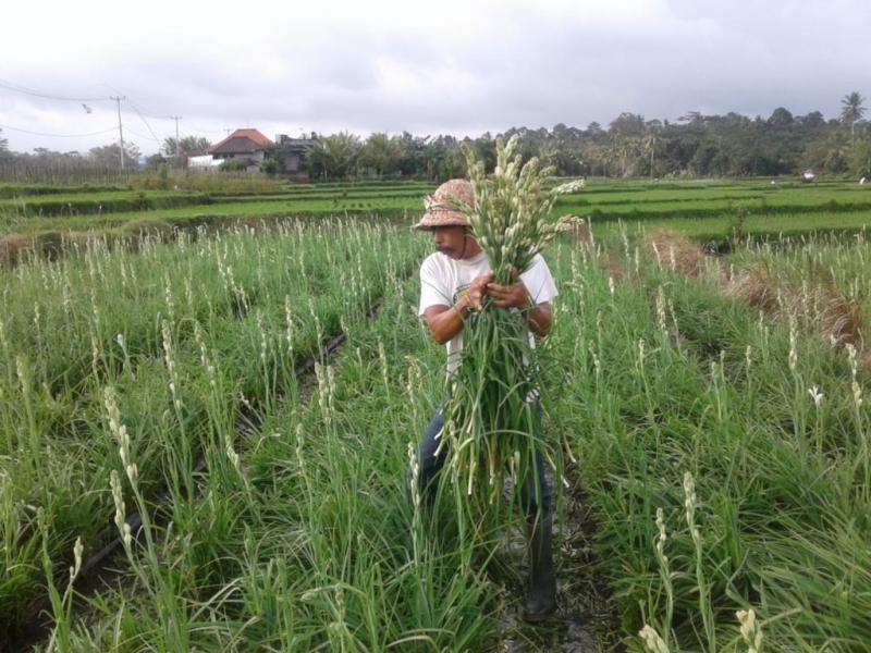 Petani Bunga Sedap Malam Kewalahan Penuhi Permintaan Bali Tribune
