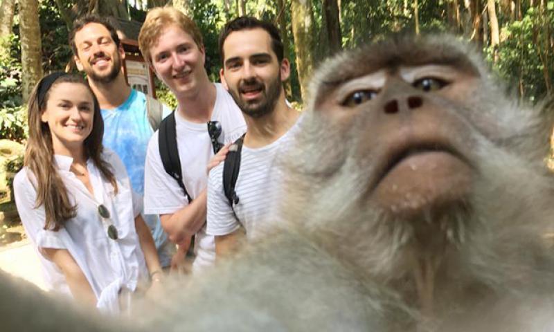 Monkey Selfie, Magnet Baru Monkey Forest Ubud